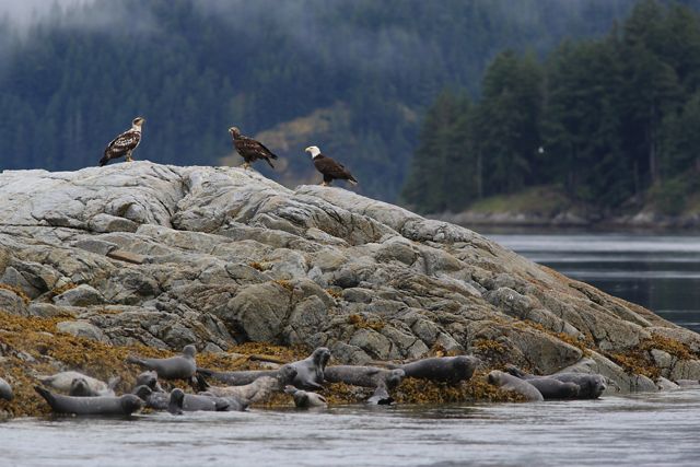 Photo of bald eagles and seals on the rocks in Clayoquot Sound of Vancouver, British Columbia.