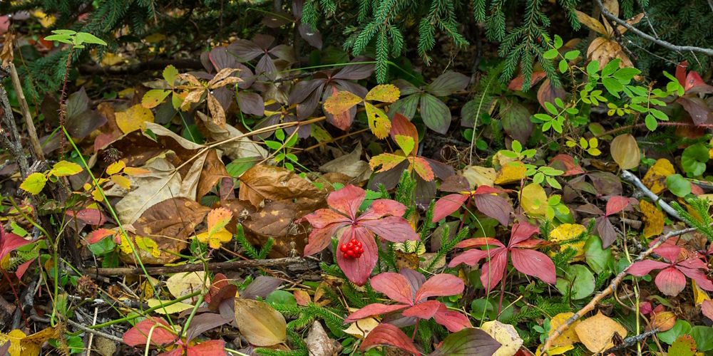 fall leaves on a forest floor