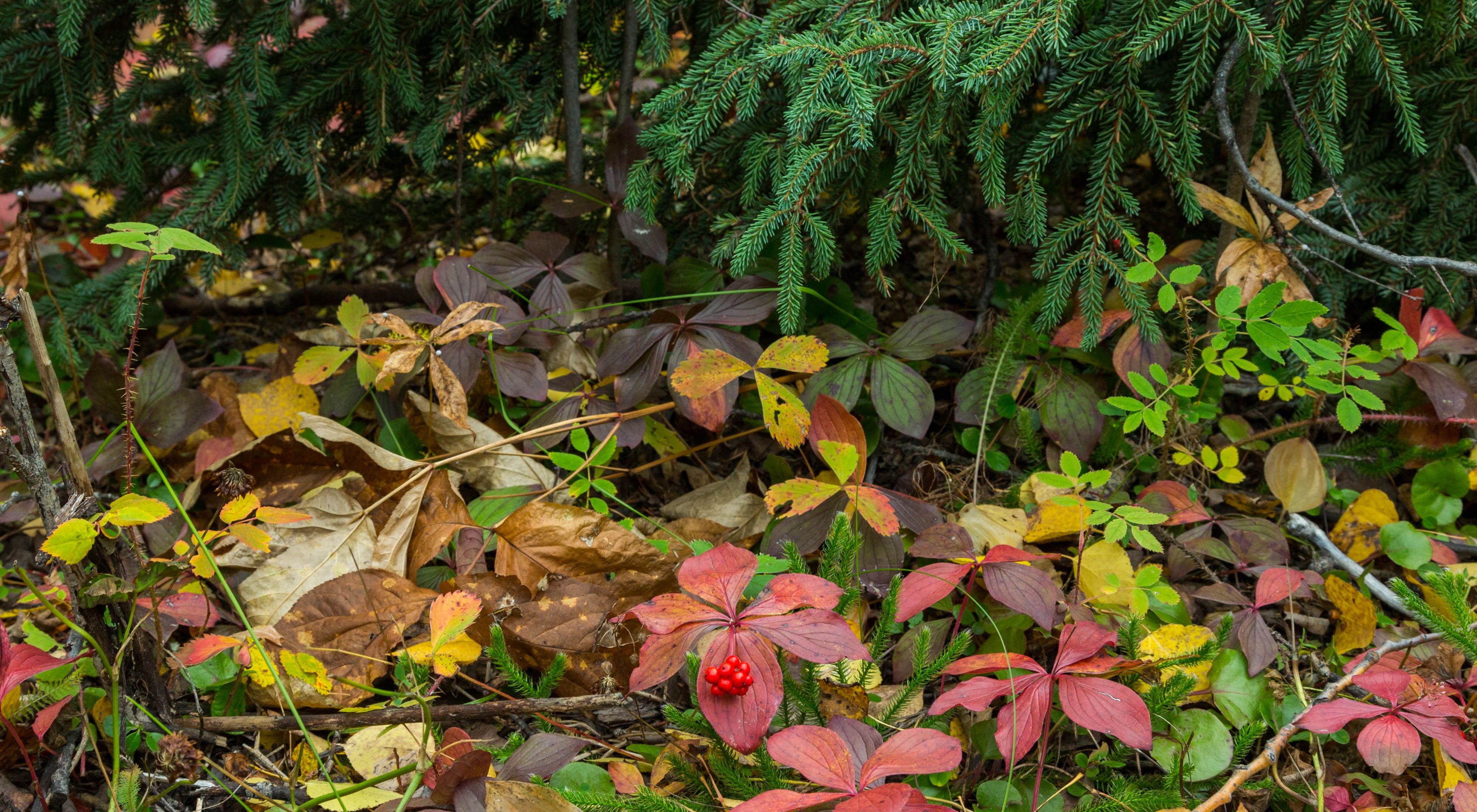 秋天，加拿大的北方森林色彩丰富，生机勃勃。
