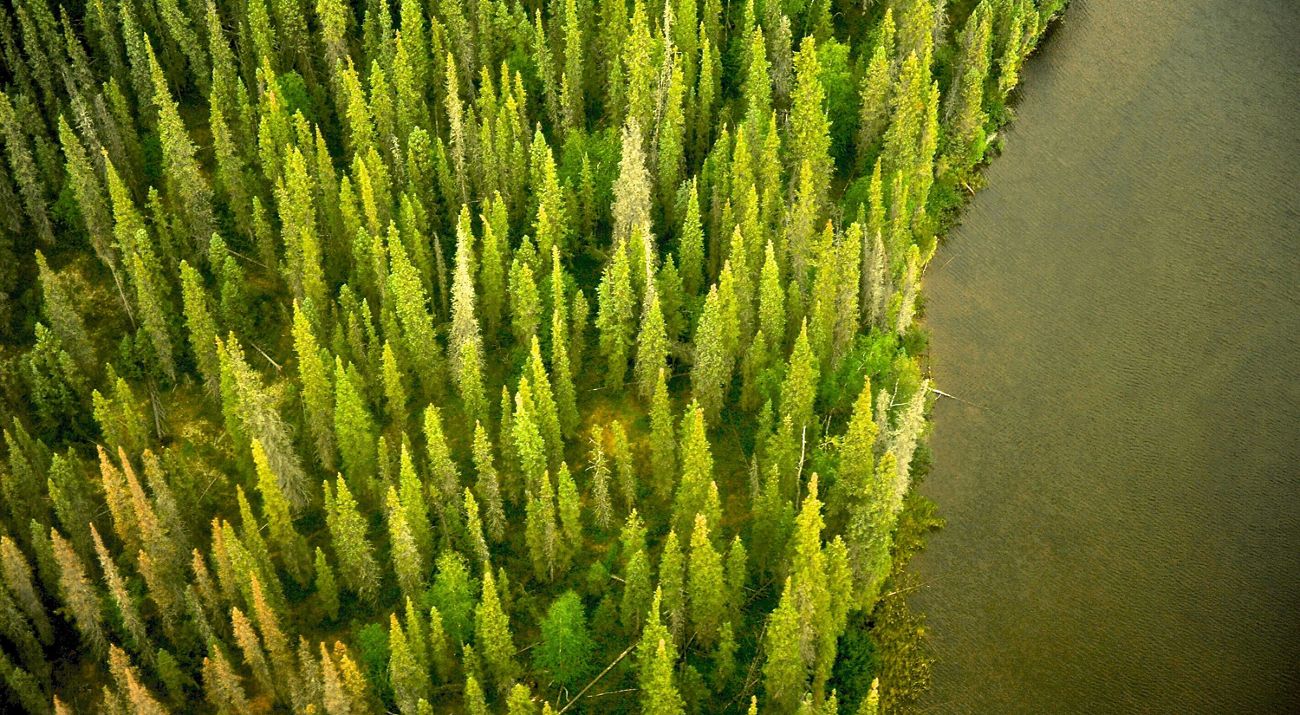 above view of bright green pines