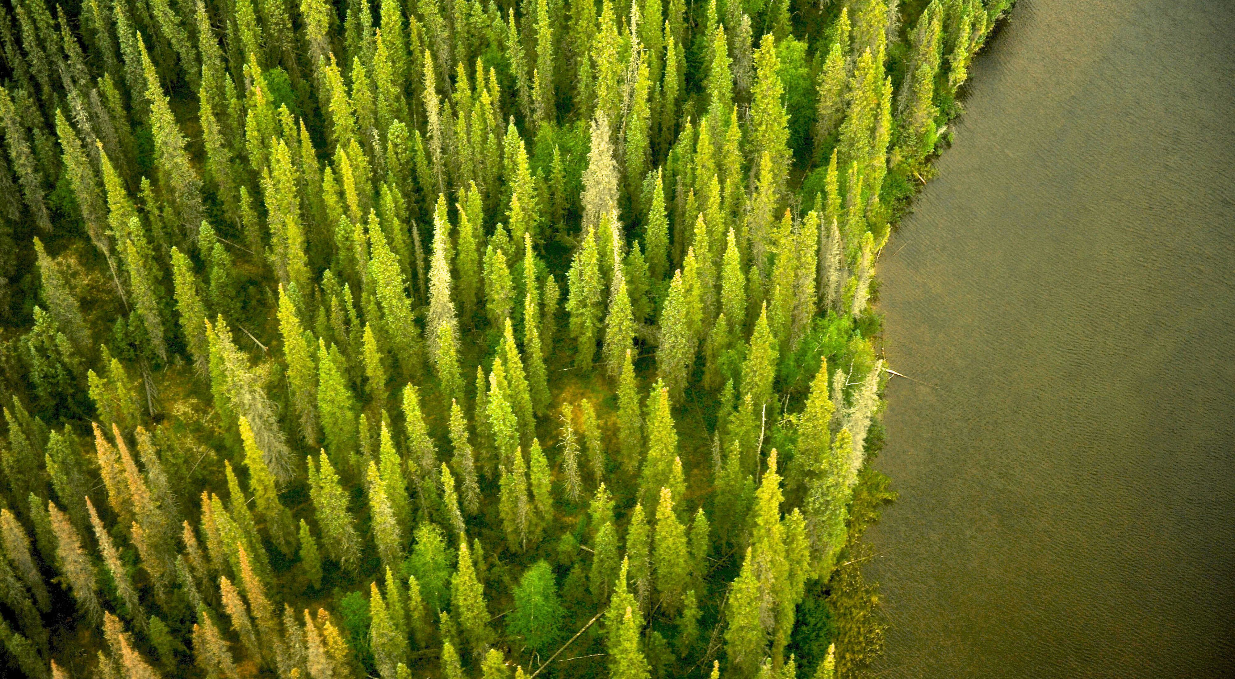 above view of bright green pines