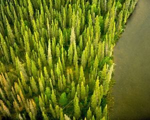 above view of bright green pines
