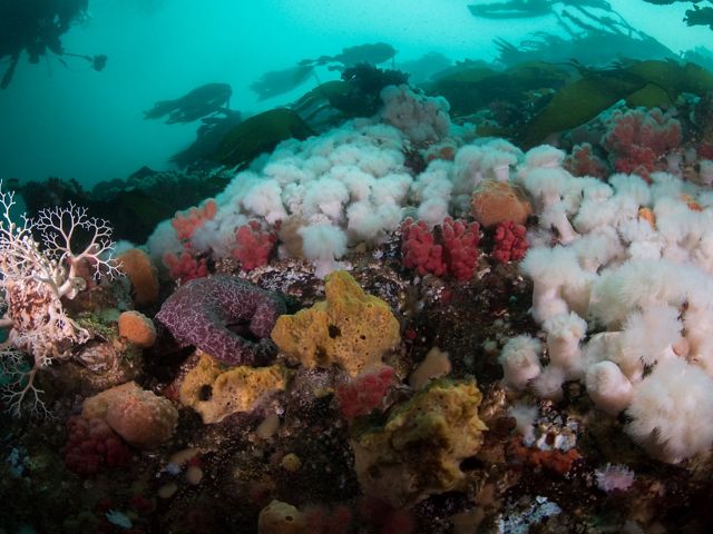 Part of the Great Bear Rainforest Sea, this park comprises a group of small islands at the entrance to Queen Charlotte Strait in British Columbia.