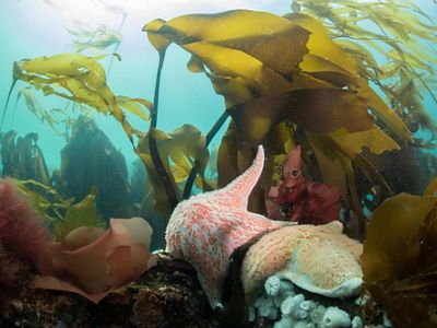 Sea stars and kelp in the ocean off Hurst Island, B.C.