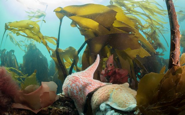 Sea stars and kelp in the ocean off Hurst Island, BC.