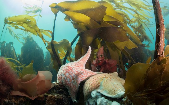 An underwater view of kelp and sea stars.