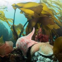 underwater photo of coral, kelp and a sea star
