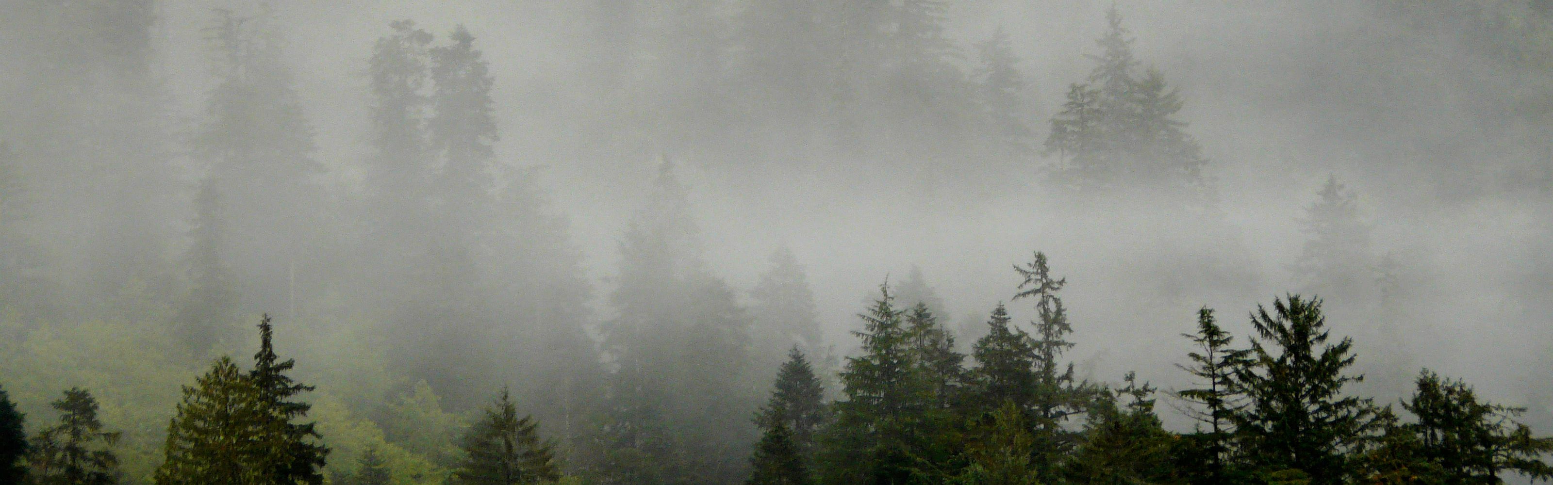Fog and rain shrouds the Pacific coastline of the Great Bear Rainforest in Canada.