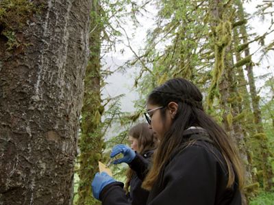 Mercedes Robinson-Neasloss tracks grizzly bears by collecting hair from trees.