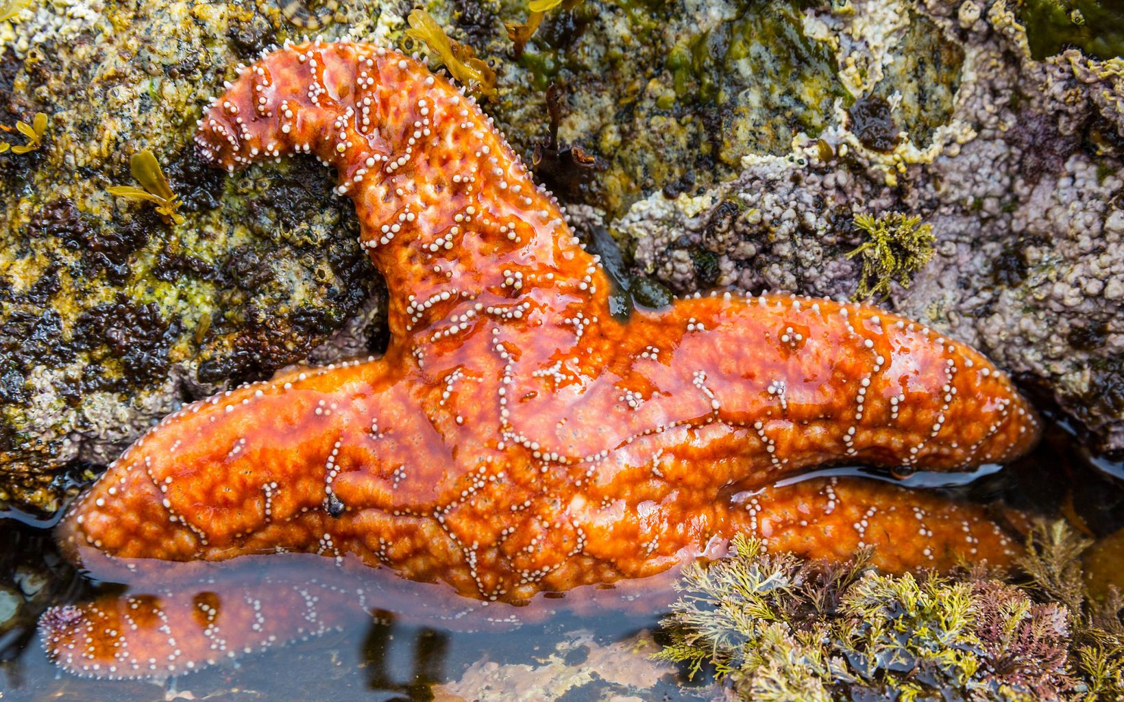 Ocean Life in Great Bear Starfish in a tide pool in the Great Bear Rainforest of BC, Canada © Jason Houston