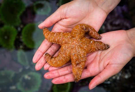 Person holding starfish