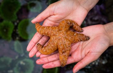 Hands holding a starfish.