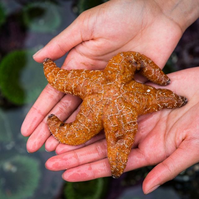 Two hands hold an orange starfish.