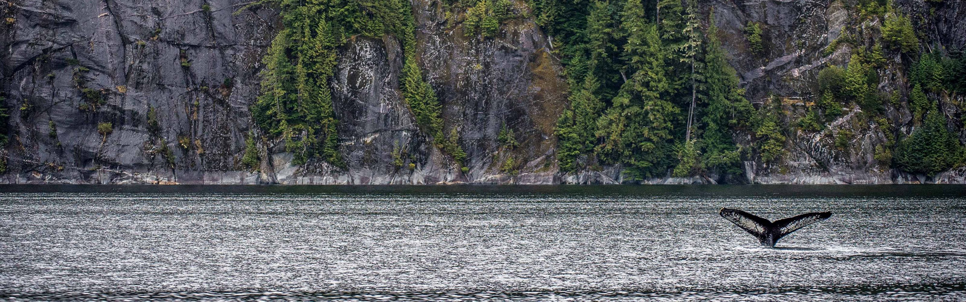 a whale tale pops out of the water in front of a cliff with trees on it