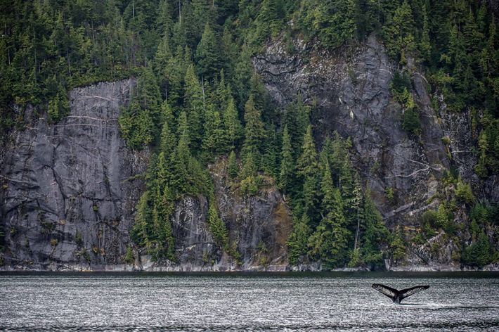a humpback whale's tail sticks out of sea water with steep hills of emerald green trees in the distance