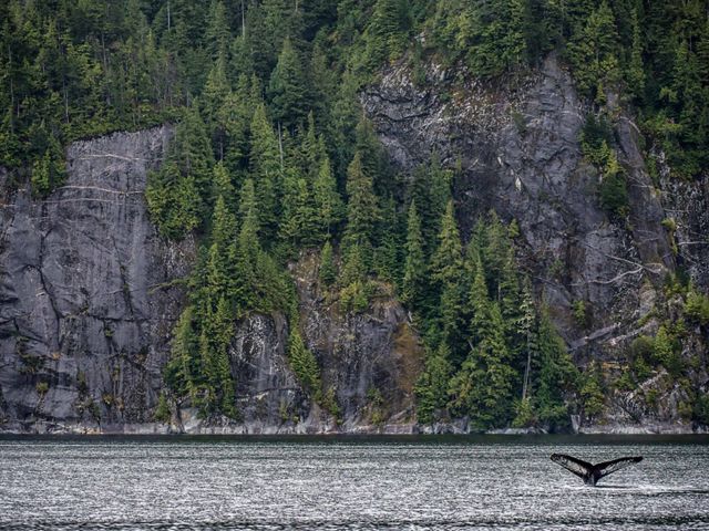 British Columbia's 21-million-acre Great Bear Rainforest is the largest coastal temperate rainforest on Earth.