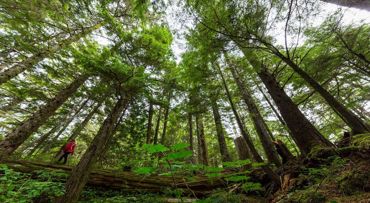 a man walks across a fallen log in the great bear rainforest with trees all around