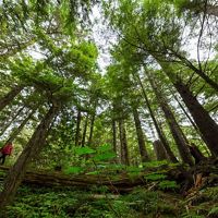 a forest of green trees in the great bear rainforest
