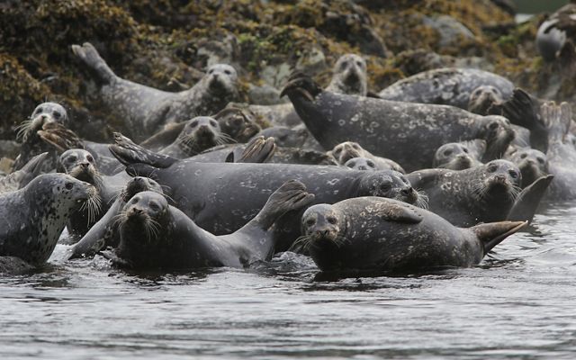 Seals in the Sound