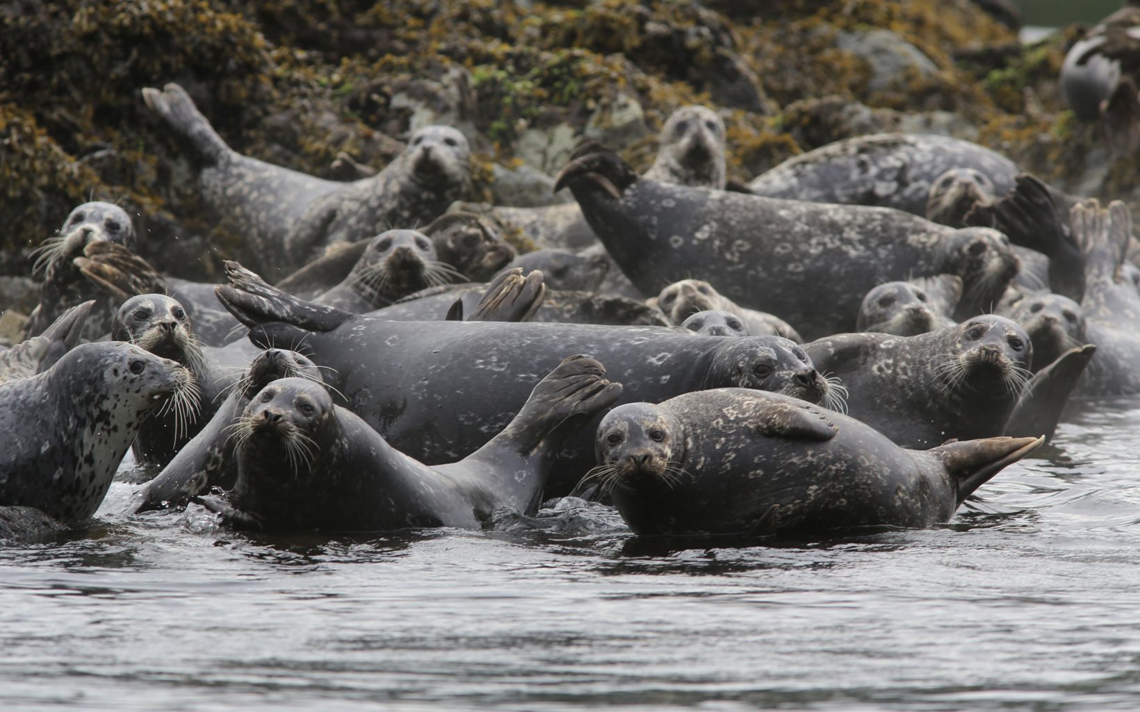 A group of seals in Clayoquot Sound.