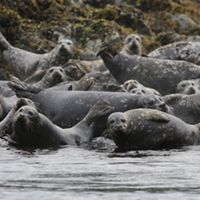 一群在克莱括湾的海豹。