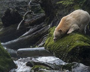 A Kermode bear or "spirit bear" (Ursus americanus kermodei) on Gribbell Island in the Great Bear Rainforest of Canada.