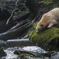 a white spirit bear looks down from a rock into a stream
