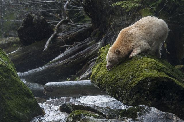 a light beige bear on a moss-covered rock above a stream.