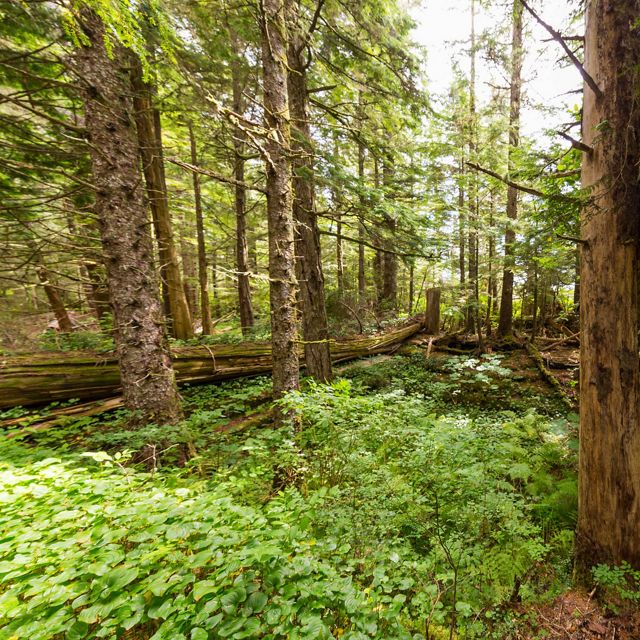 Giant timbers remain of the Kitasoo/Xai’Xais Nation's ancient Big House in Dis'ju, Great Bear Rainforest, British Columbia