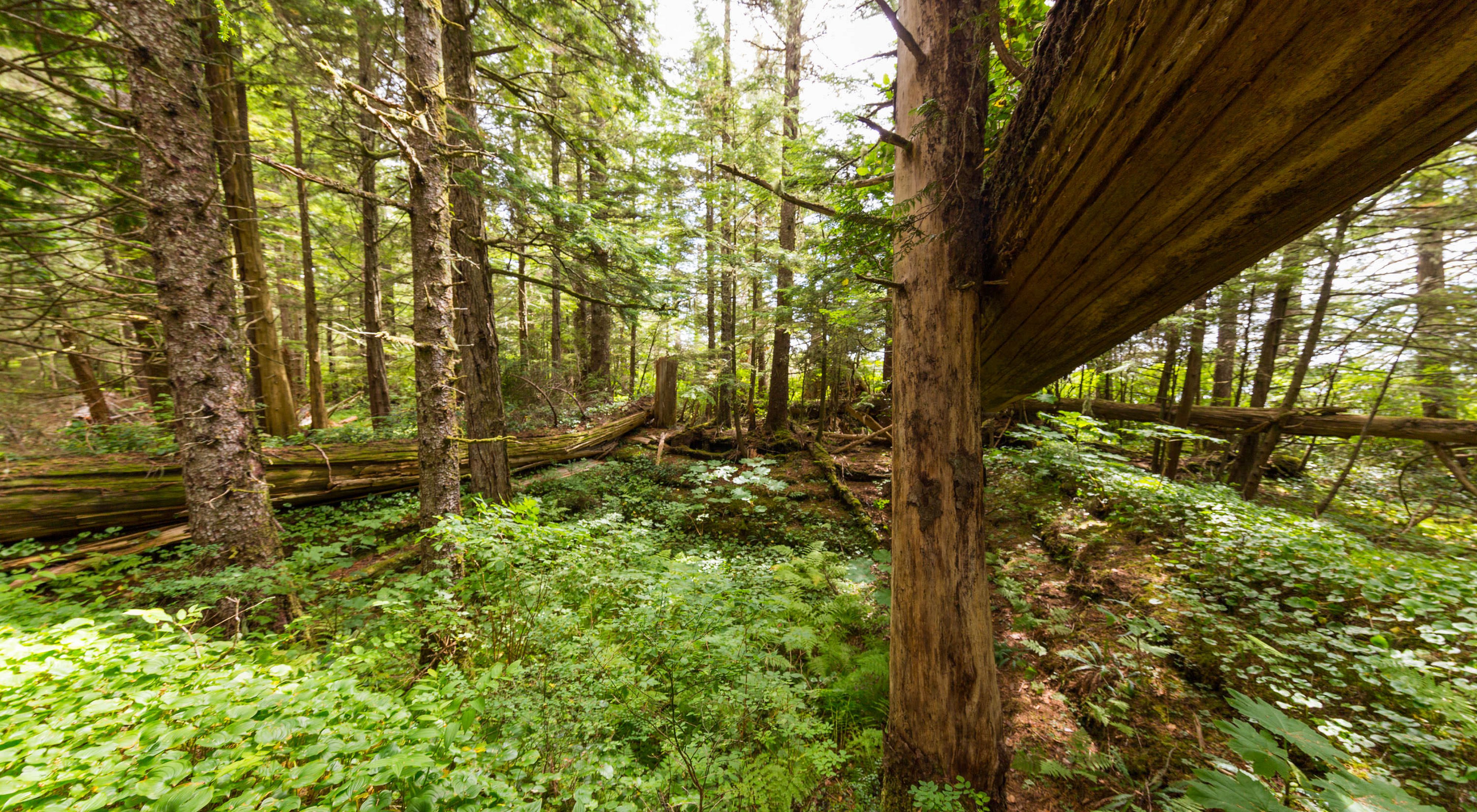 Giant timbers remain of the Kitasoo/Xai’Xais Nation's ancient Big House in Dis'ju, Great Bear Rainforest, British Columbia