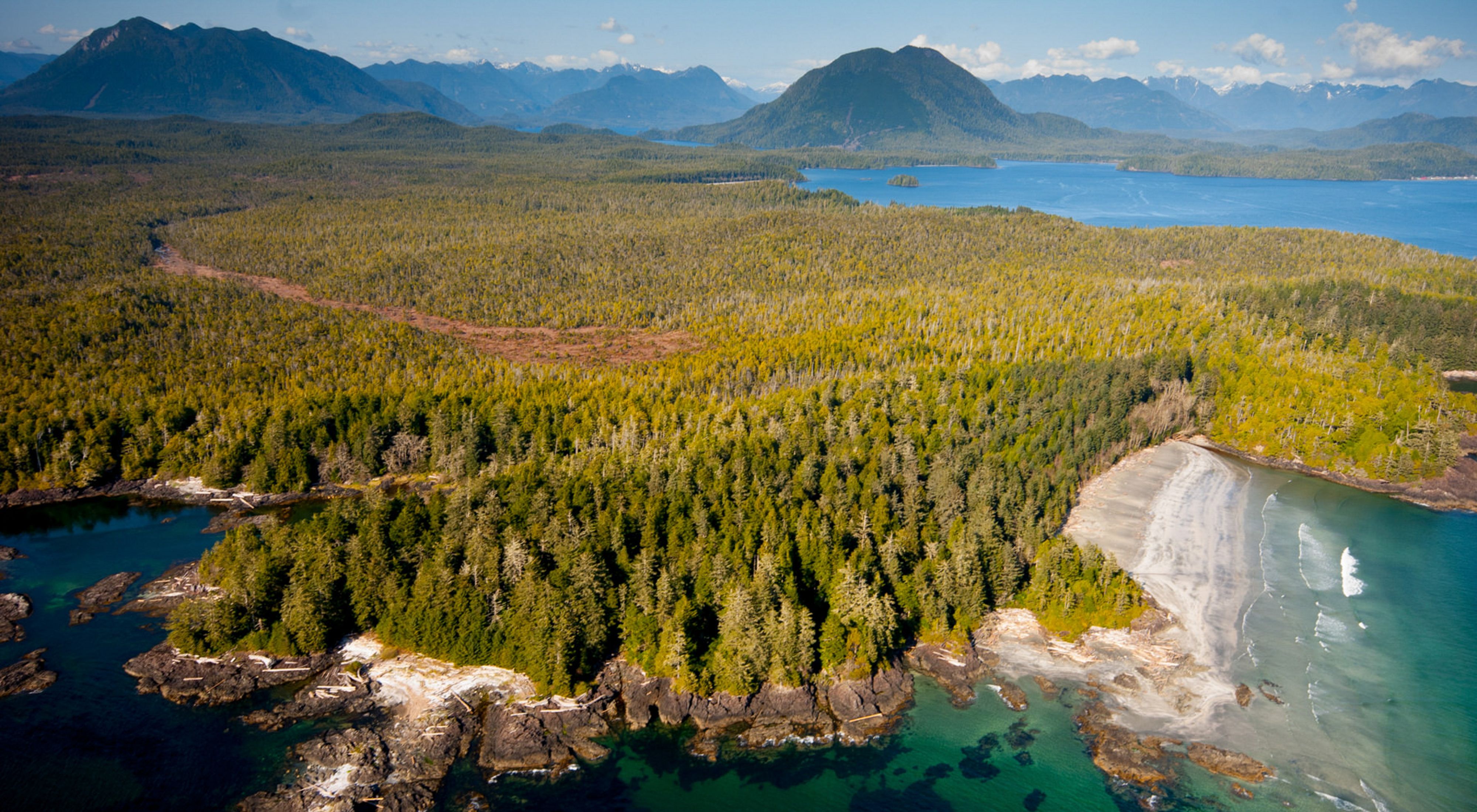 an aerial view of old-growth trees in clayoquot sound