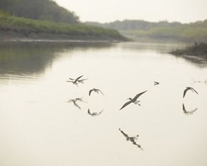 birds flying over a misty wetland