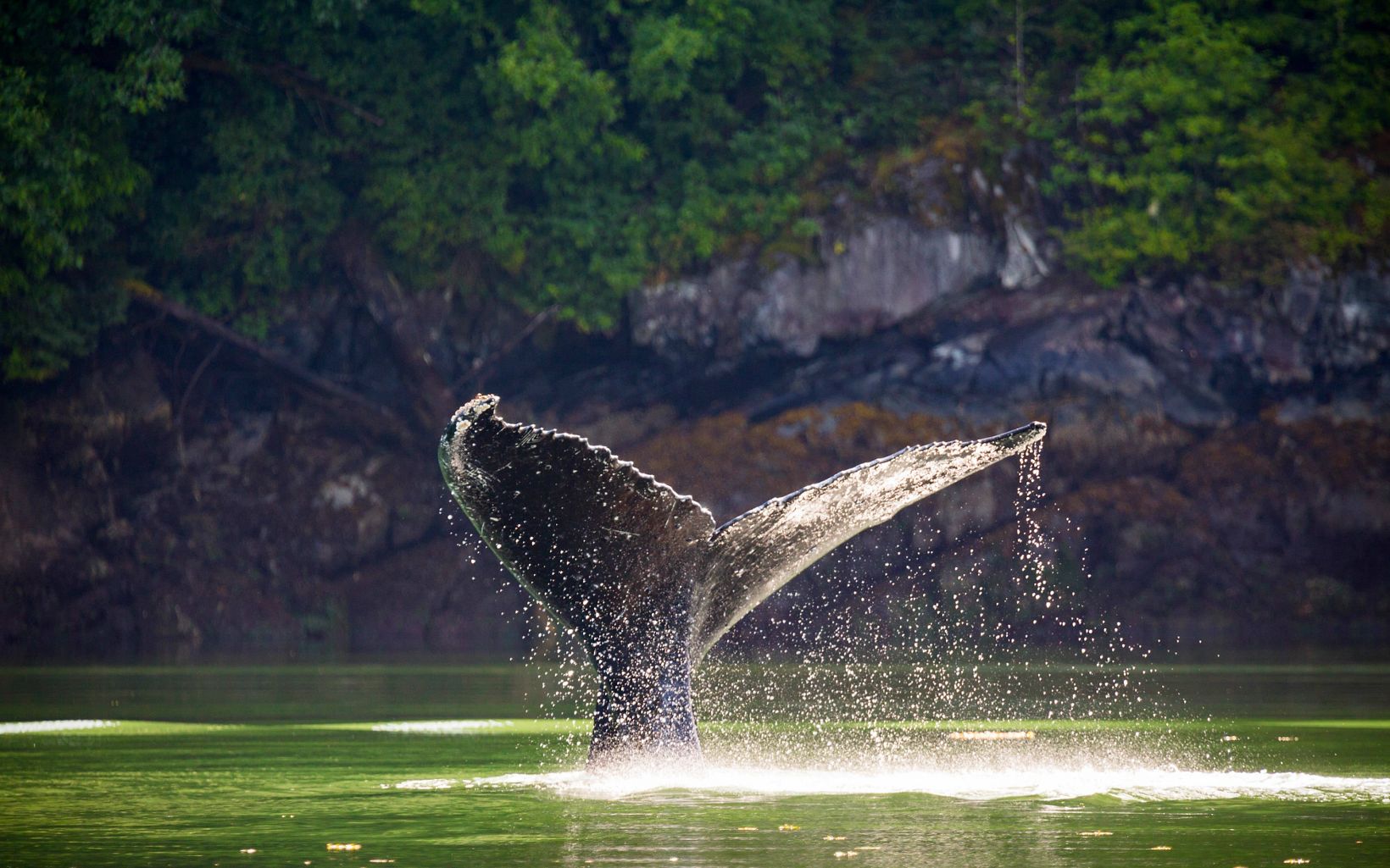 Whale Tail Humpback whale dives in the channel in front of the Spirit Bear Lodge. Klemtu, British Columbia. © Jason Houston