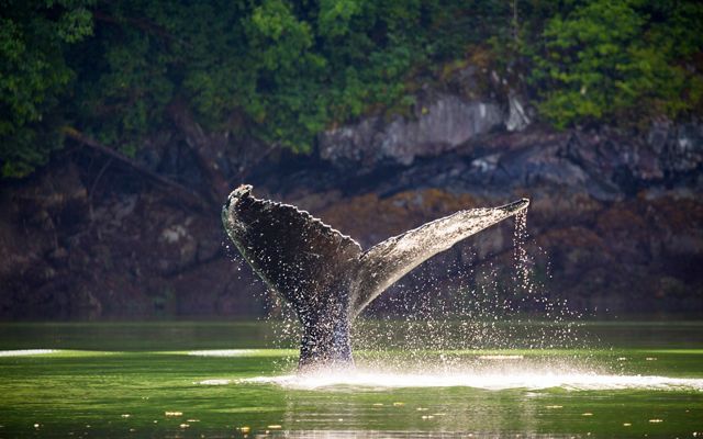 Humpback whale dives in the channel in front of the Spirit Bear Lodge. Klemtu, British Columbia.