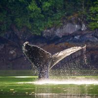 Humpback whale dives in the channel in front of the Spirit Bear Lodge. Klemtu, British Columbia.