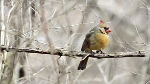 A golden-colored female cardinal rests on a snowy branch.