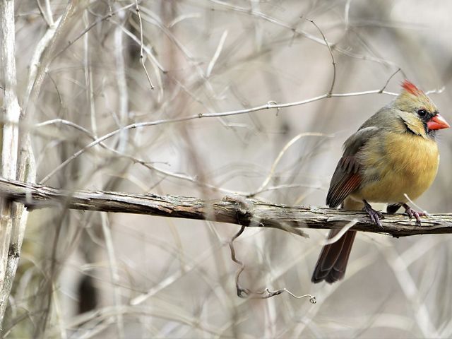 A golden-colored female cardinal rests on a snowy branch.