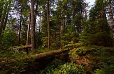 Thick, lush old-growth forest.