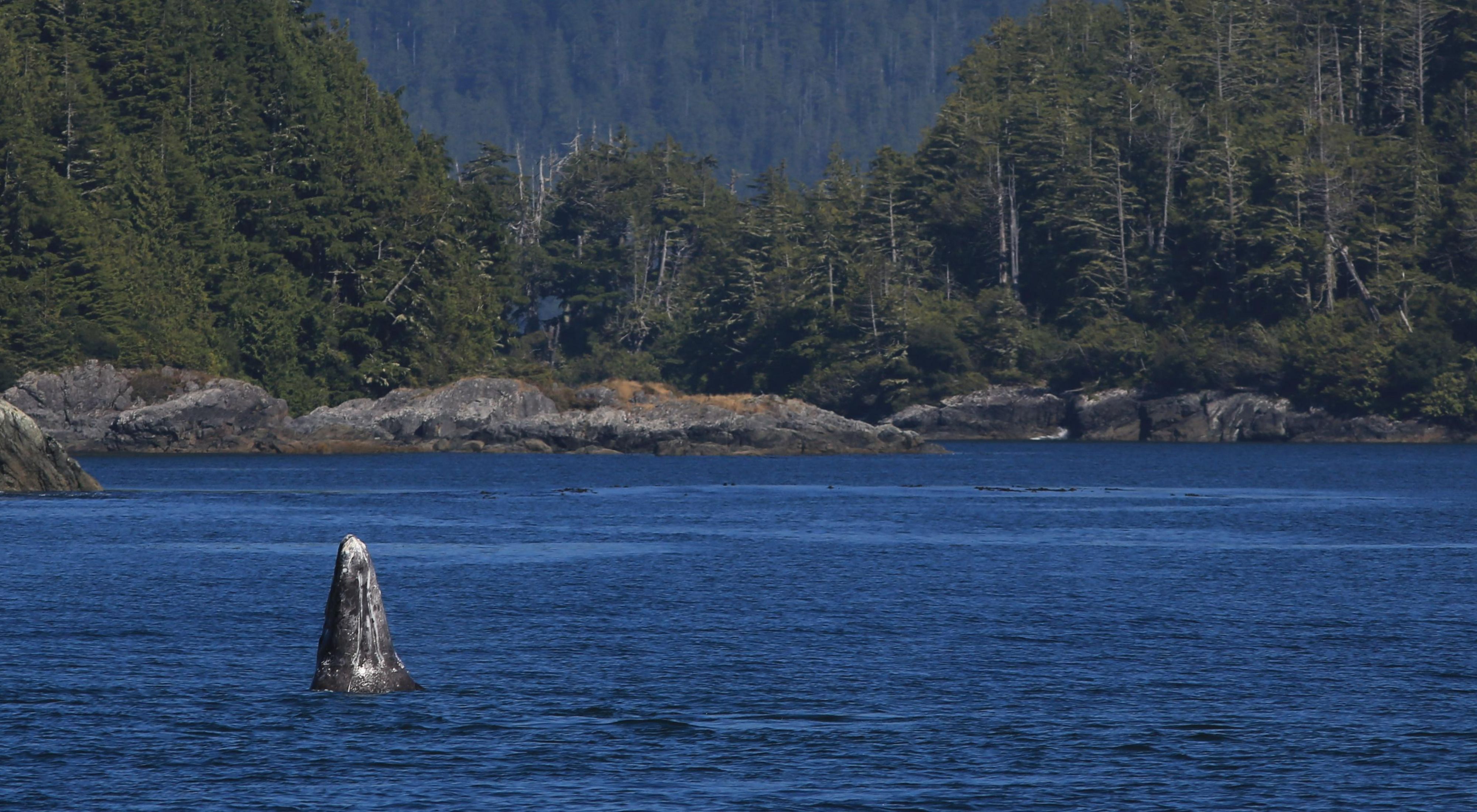 A whale breaches off the shores of Tofino in coastal British Columbia.