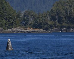 whale
