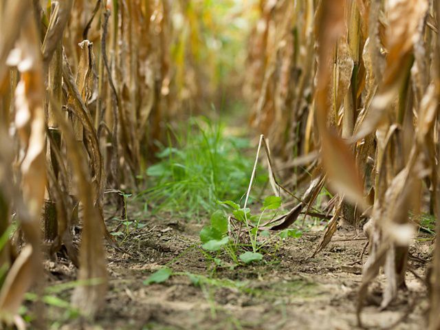 Interseeded cover crops grow between rows of corn.