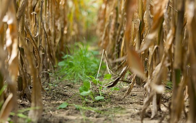 small green plants sprout from soil between rows of beige dried cornstalks