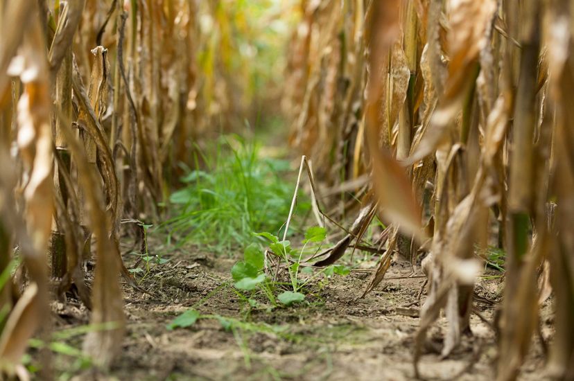 small green plants sprout from soil between rows of beige dried cornstalks