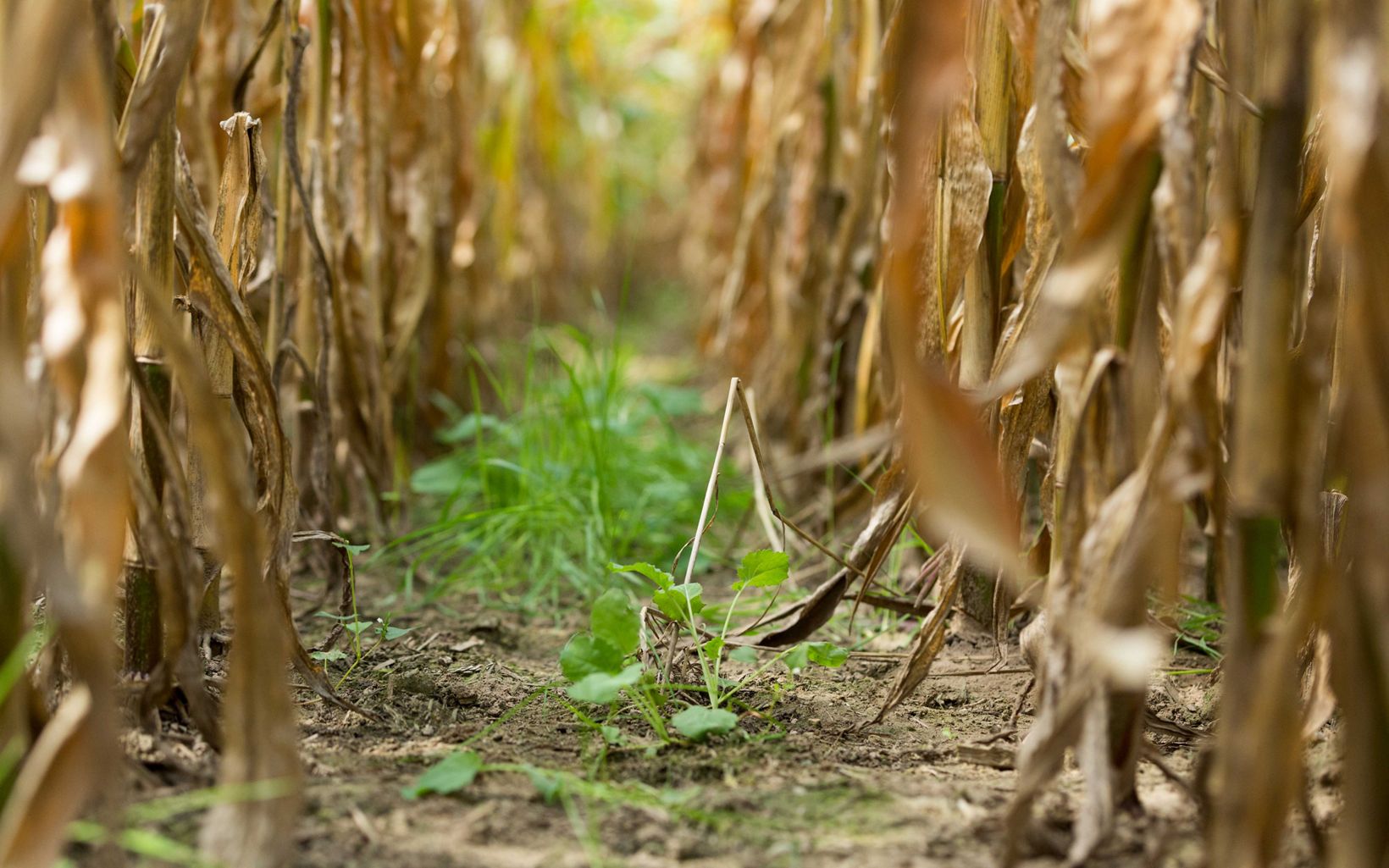 small green plants sprout between rows of dry, brown cornstalks