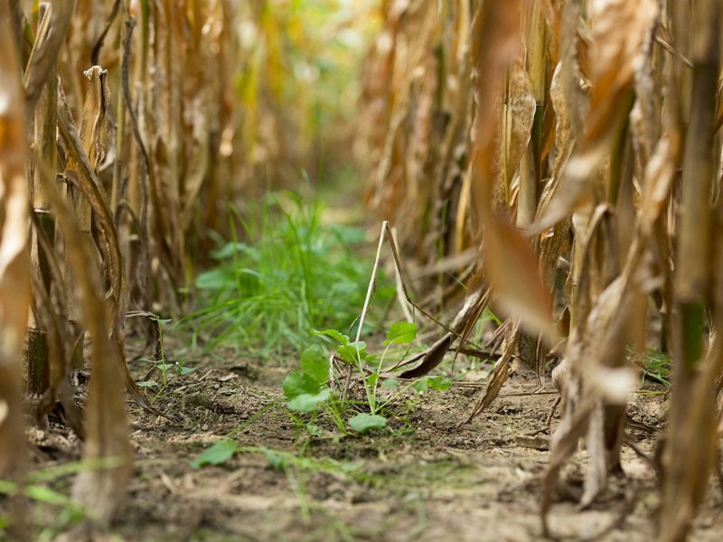 small green plants sprout from soil between rows of beige dried cornstalks
