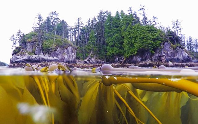 Split view of ocean water with kelp and a costal temperate forest above the waterline. 