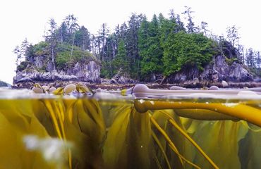 Split view of ocean water with kelp and a costal temperate forest above the waterline.