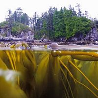 On the coast of British Columbia, a kelp forest below the water and a temperate rainforest above.