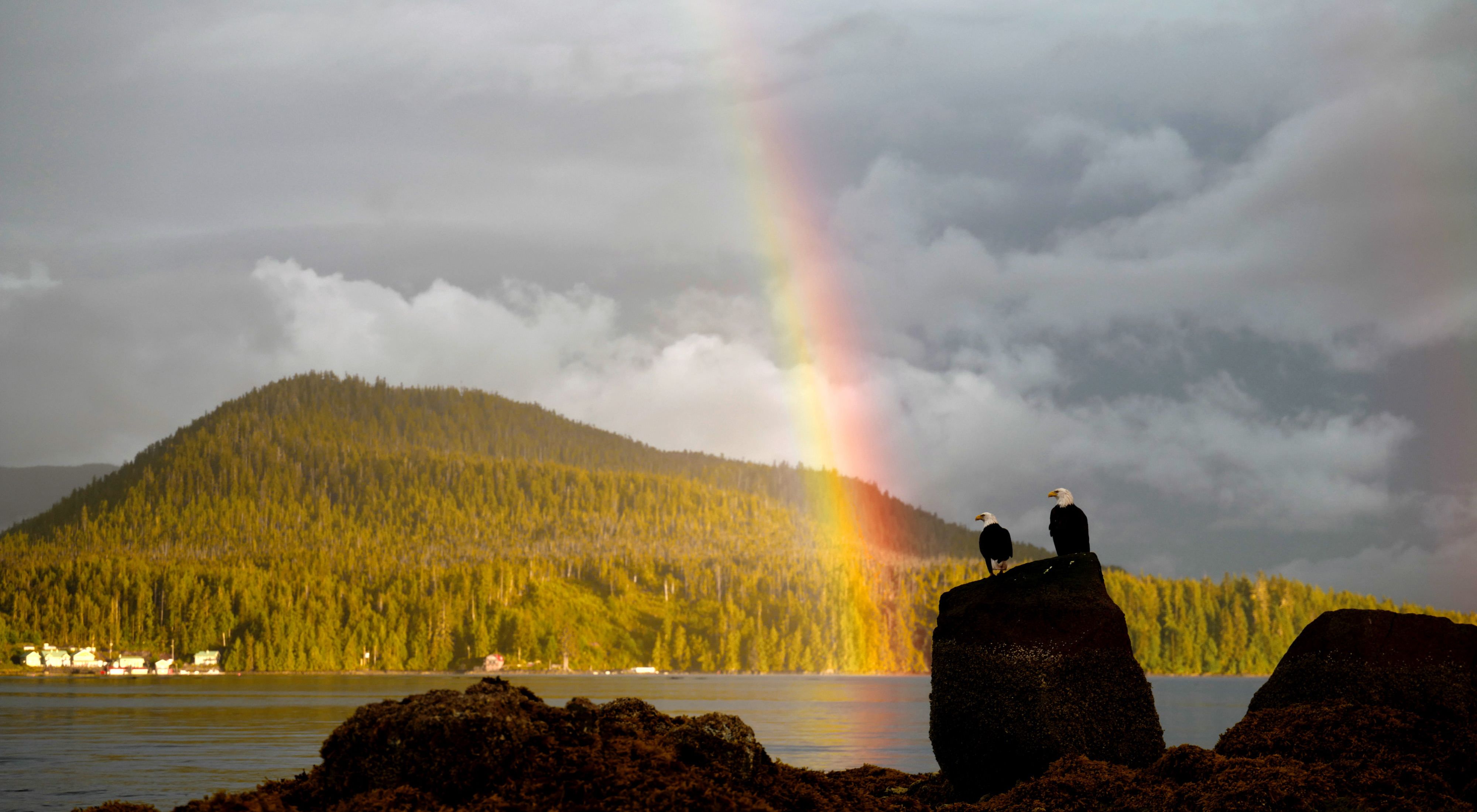 two bald eagles looking at a rainbow that's formed above the great bear rainforest