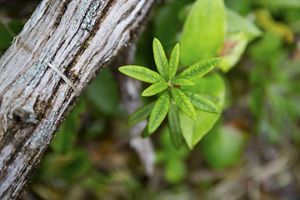 A sprout of Labrador Tea.